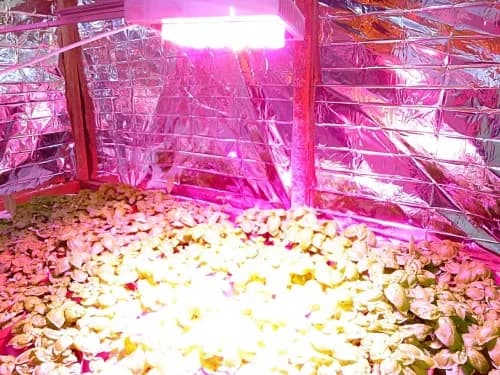 Jak zrobić panel LED do uprawy roślin - proste kroki i porady Jak zrobić panel LED do uprawy roślin - proste kroki i porady